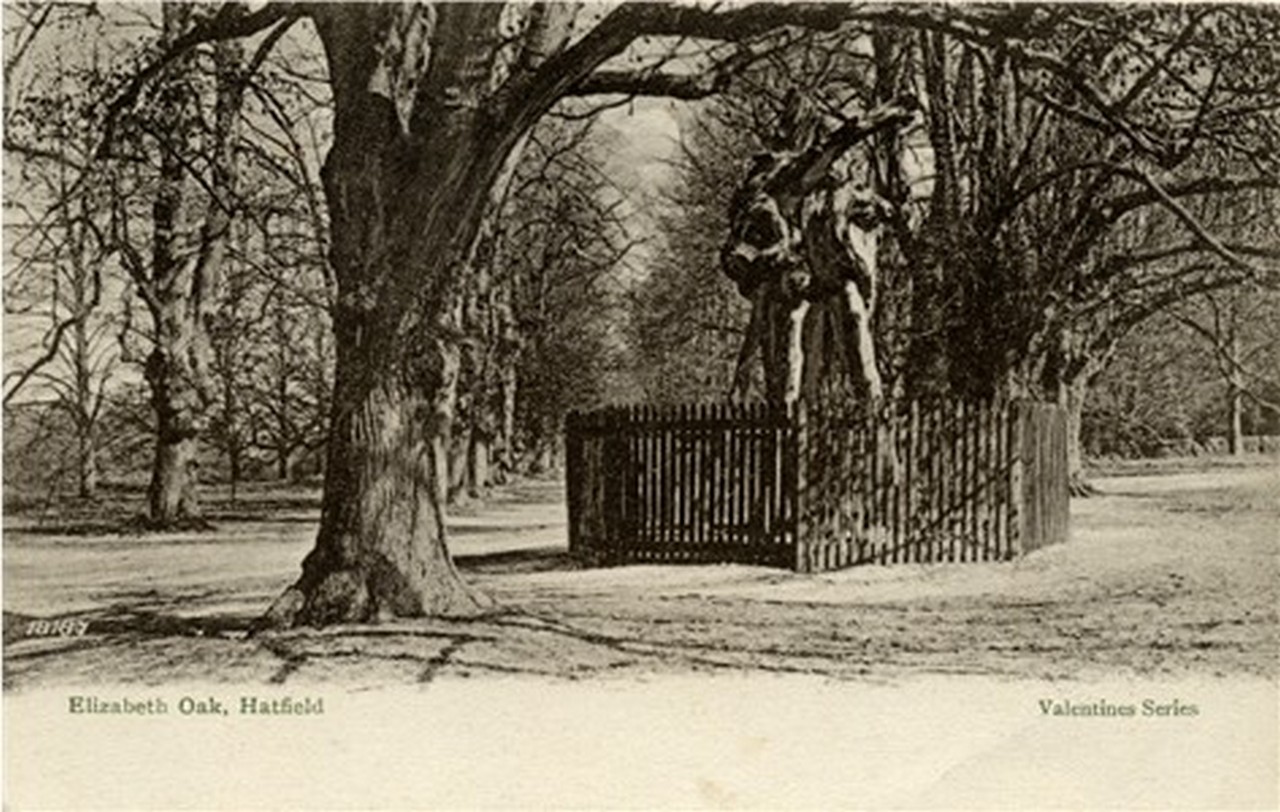 13_hatfield_house_eliz_oak.jpg