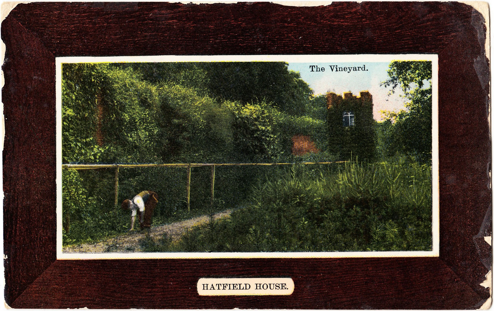 Hatfield_House_Vineyard.jpg