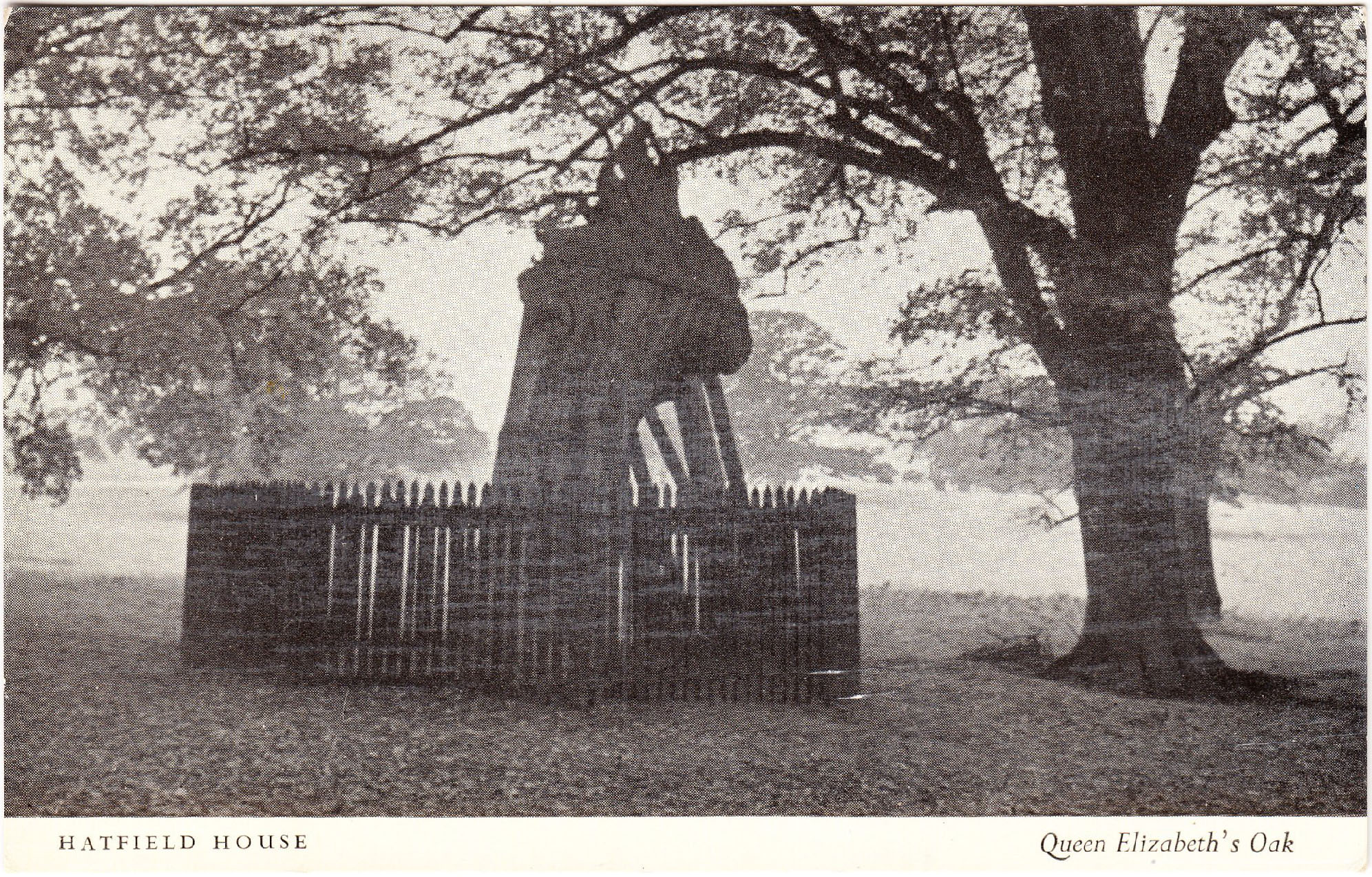 hatfield_house_elizabeth_oak.jpg